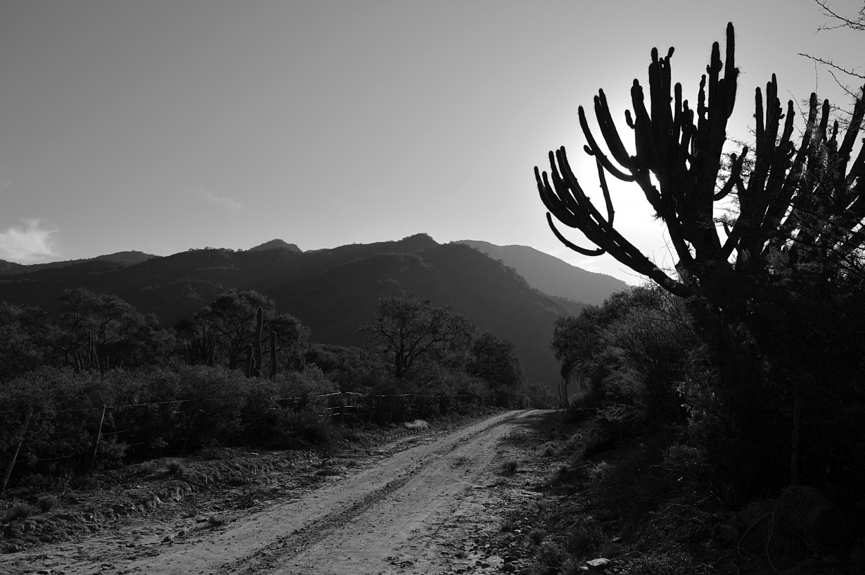 "El cardn al atardecer" de Marcos Pedro Escudero