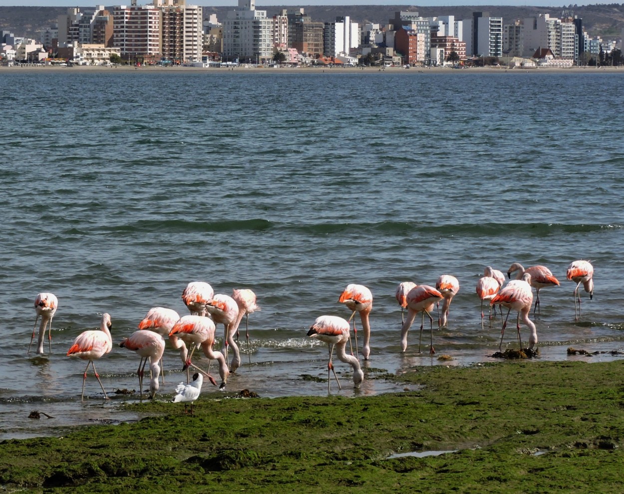 "Madryn" de Laura Mayol