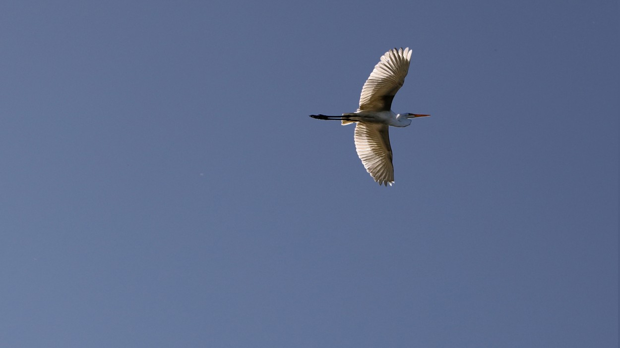 "El vuelo de una garza" de Juan Carlos Barilari