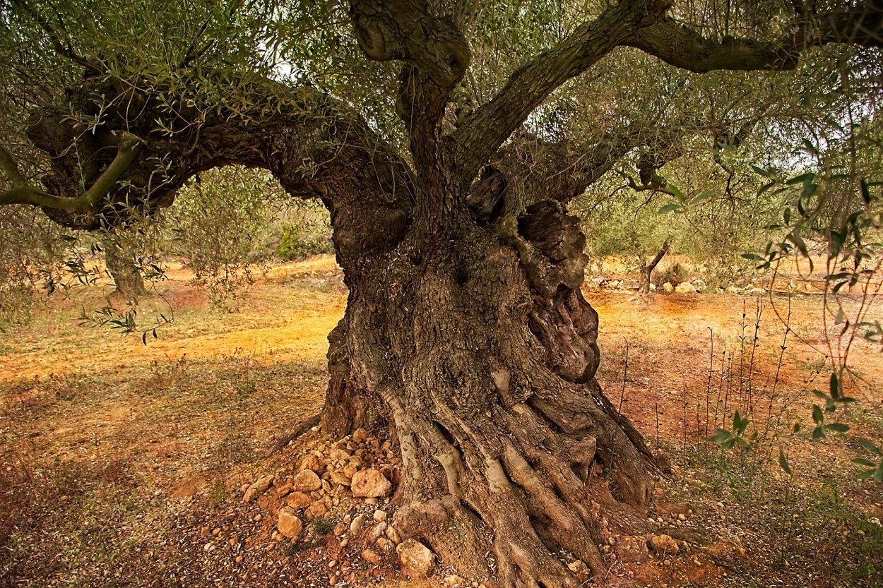 "Olivo. Traiguera, Castelln, Espaa." de Juan Beas