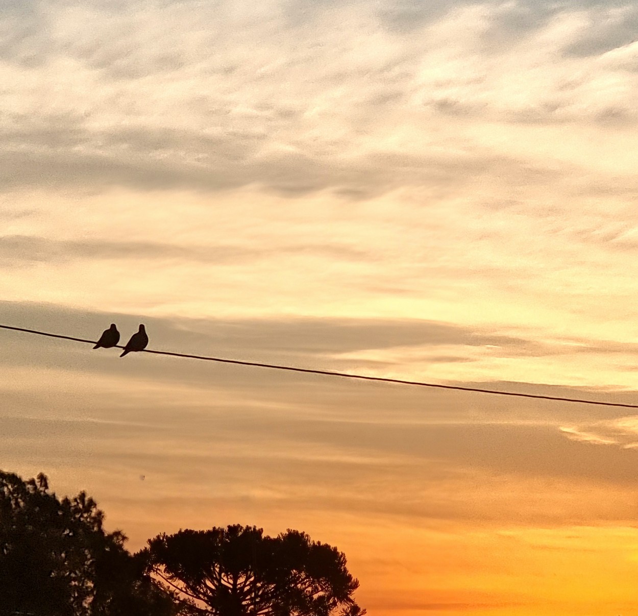 "Un momento de paz en medio del caos" de Ariana Scherich