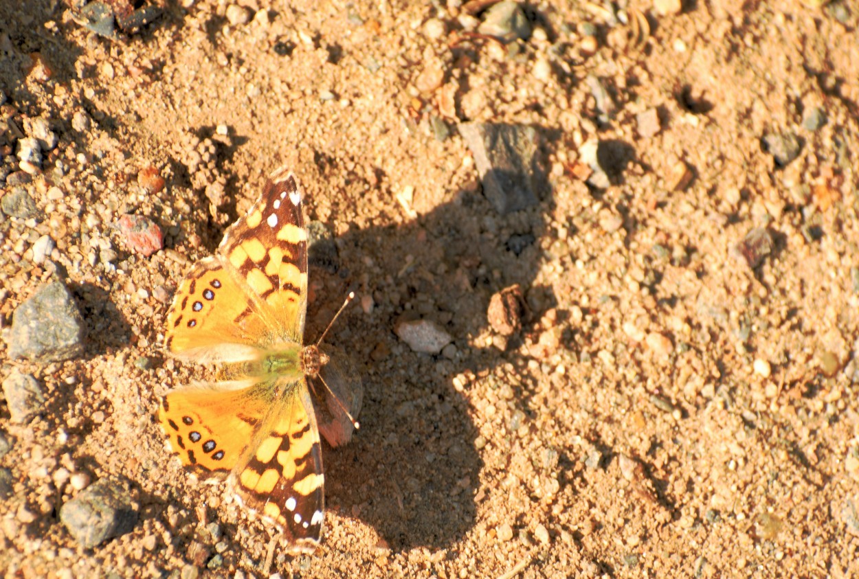 "Mariposa" de Jose Charles Mengeon