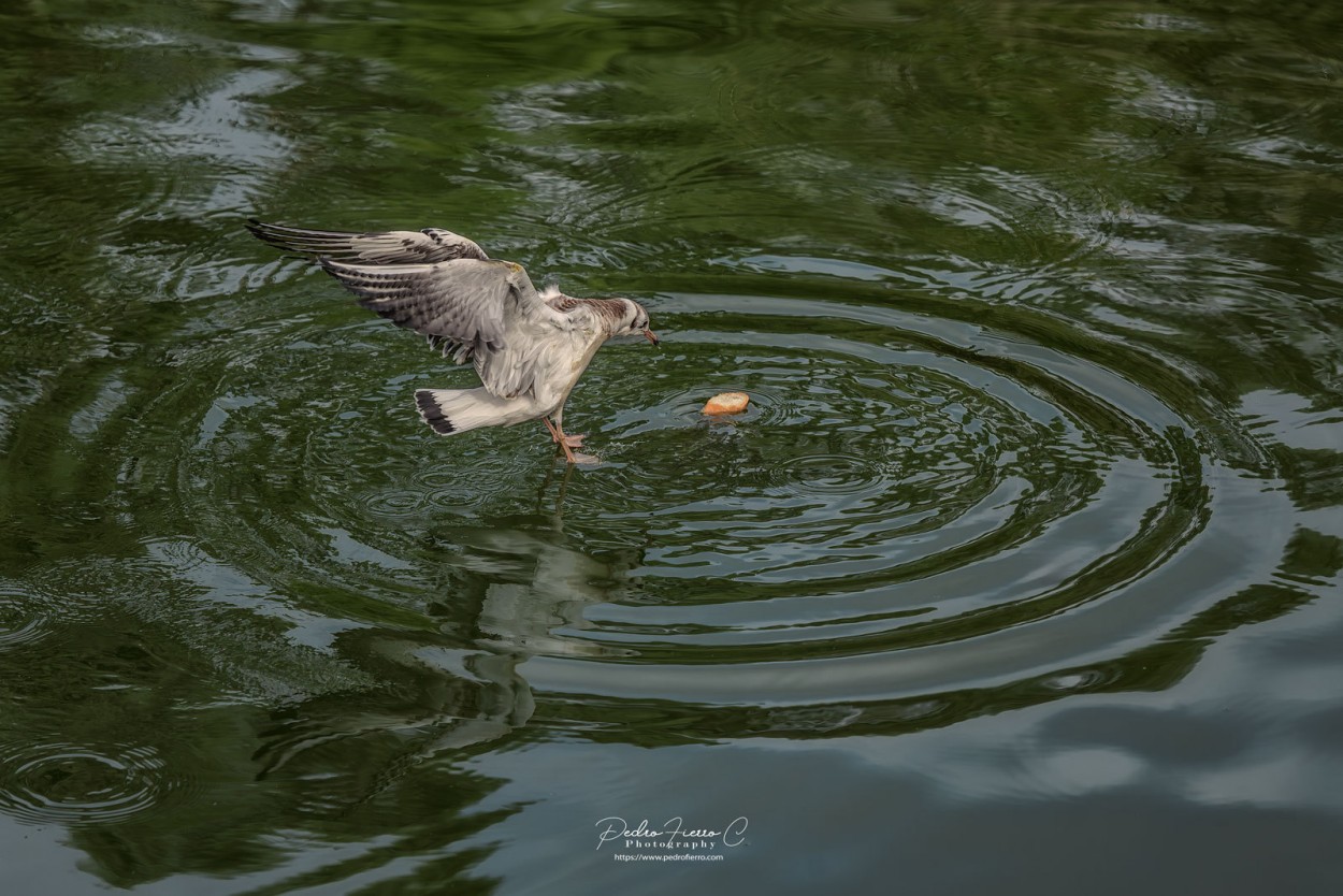 "Comida..." de Pedro Fierro C Photography