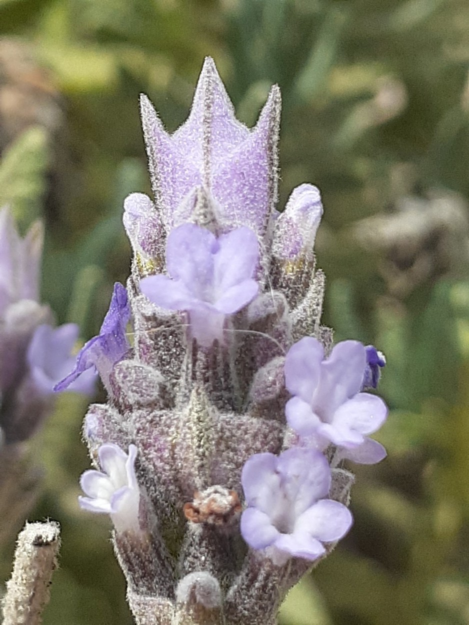 "Lavanda" de Daniela Palma