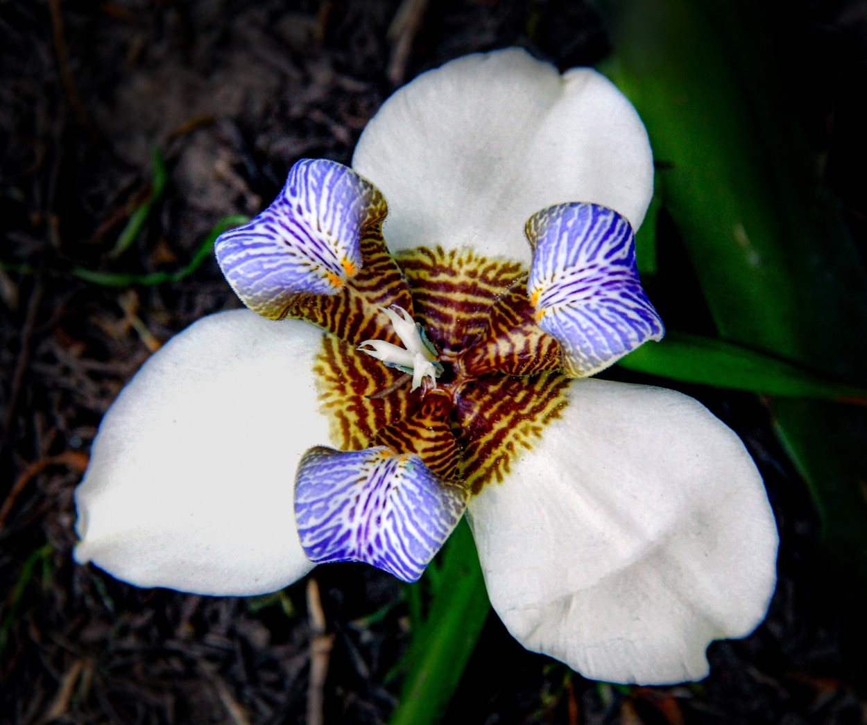 "Iris caminante" de Juan Carlos Barilari