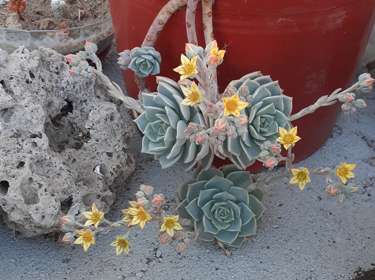 "Echeveria gigant" de Stella Maris Kippke