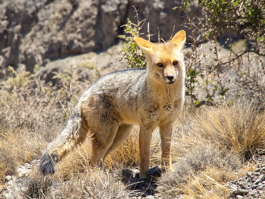 "El zorro colorado" de Pascual Cetrangolo Pclito