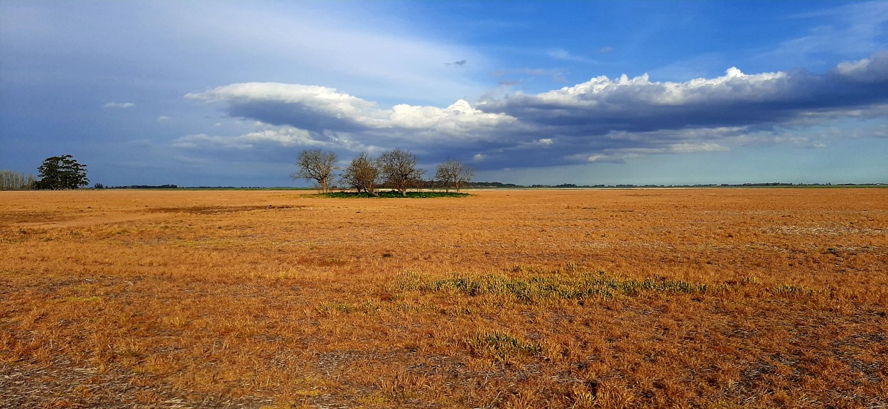 "Campo amarillo" de Juan Carlos Viegas