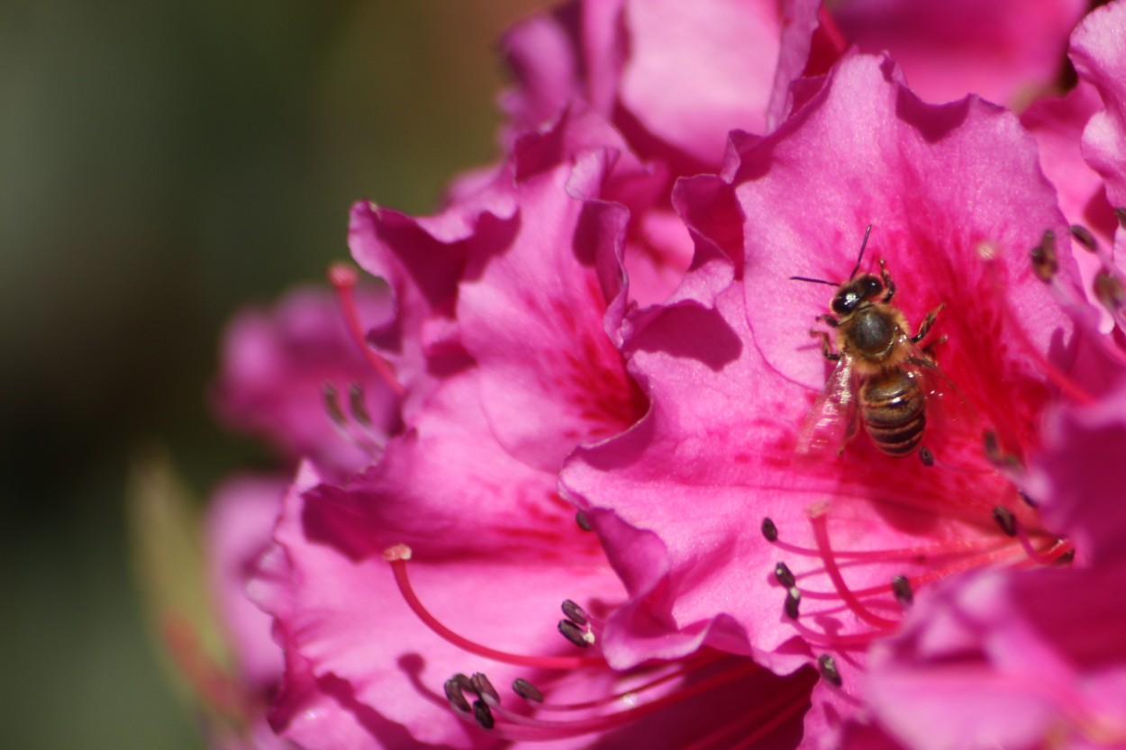 "Himenoptera" de Gerardo Mirkin