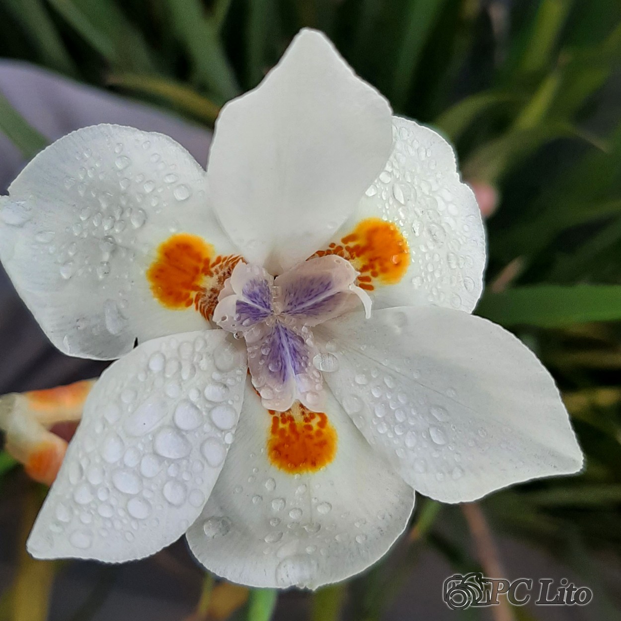 "Lirio o Iris africano" de Pascual Cetrangolo Pclito