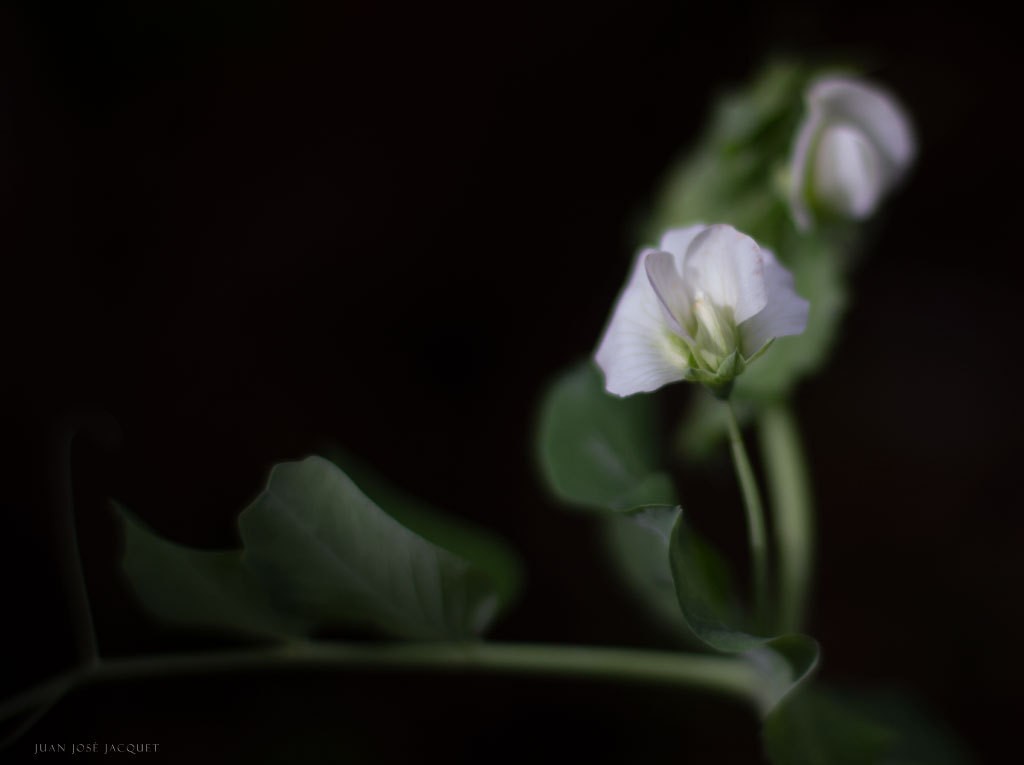 "Florcita de las arvejas" de Juan Jose Jacquet