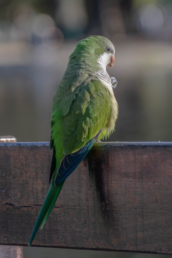 "Pajarillo verde" de Carlos Greco