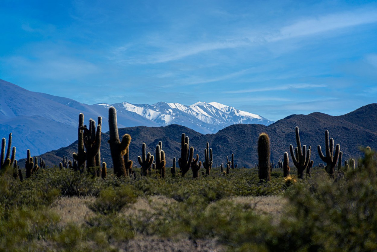 "Los cardones" de Carlos Francisco Montalbetti