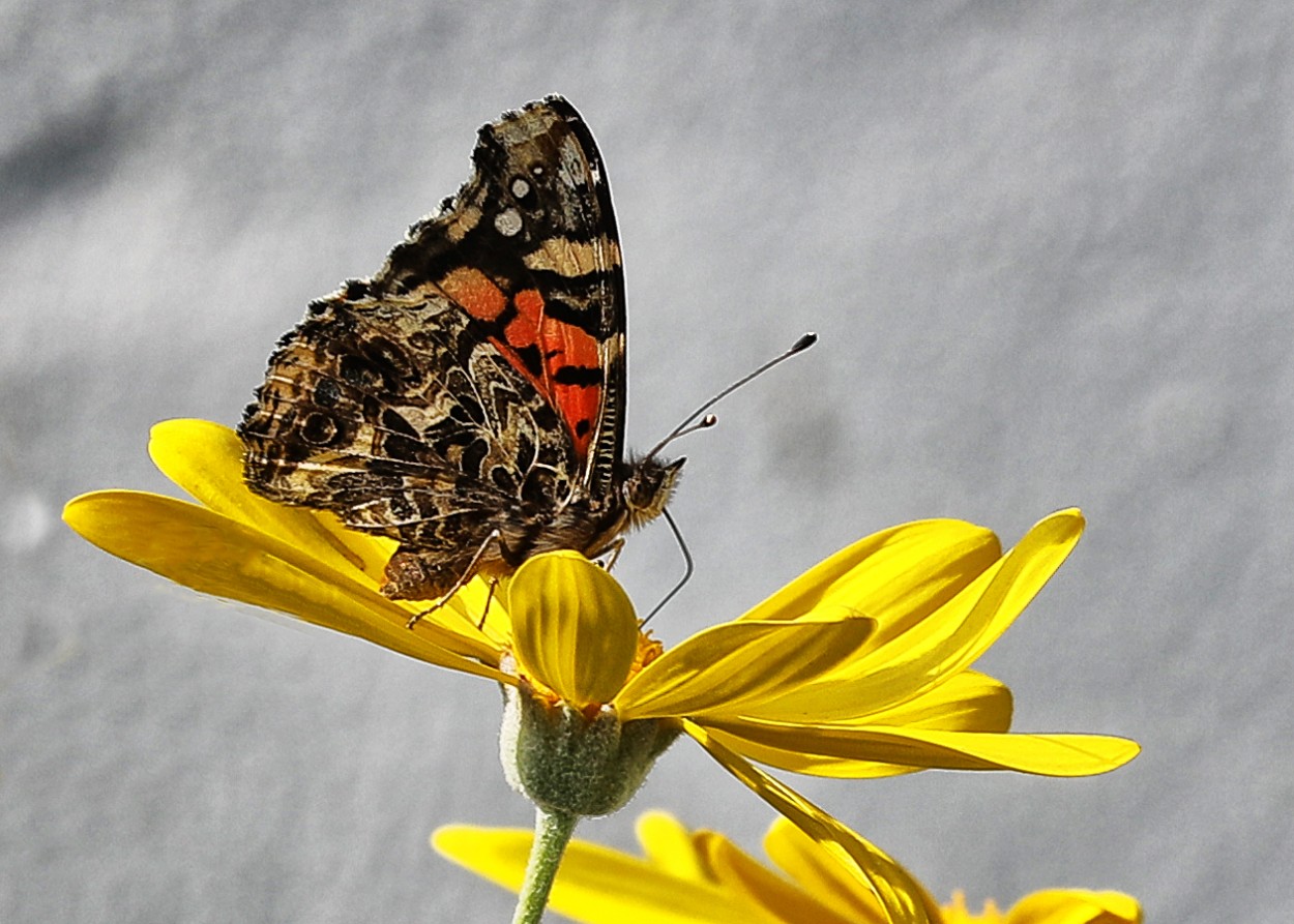 "Mariposa libando..." de Juan Carlos Barilari