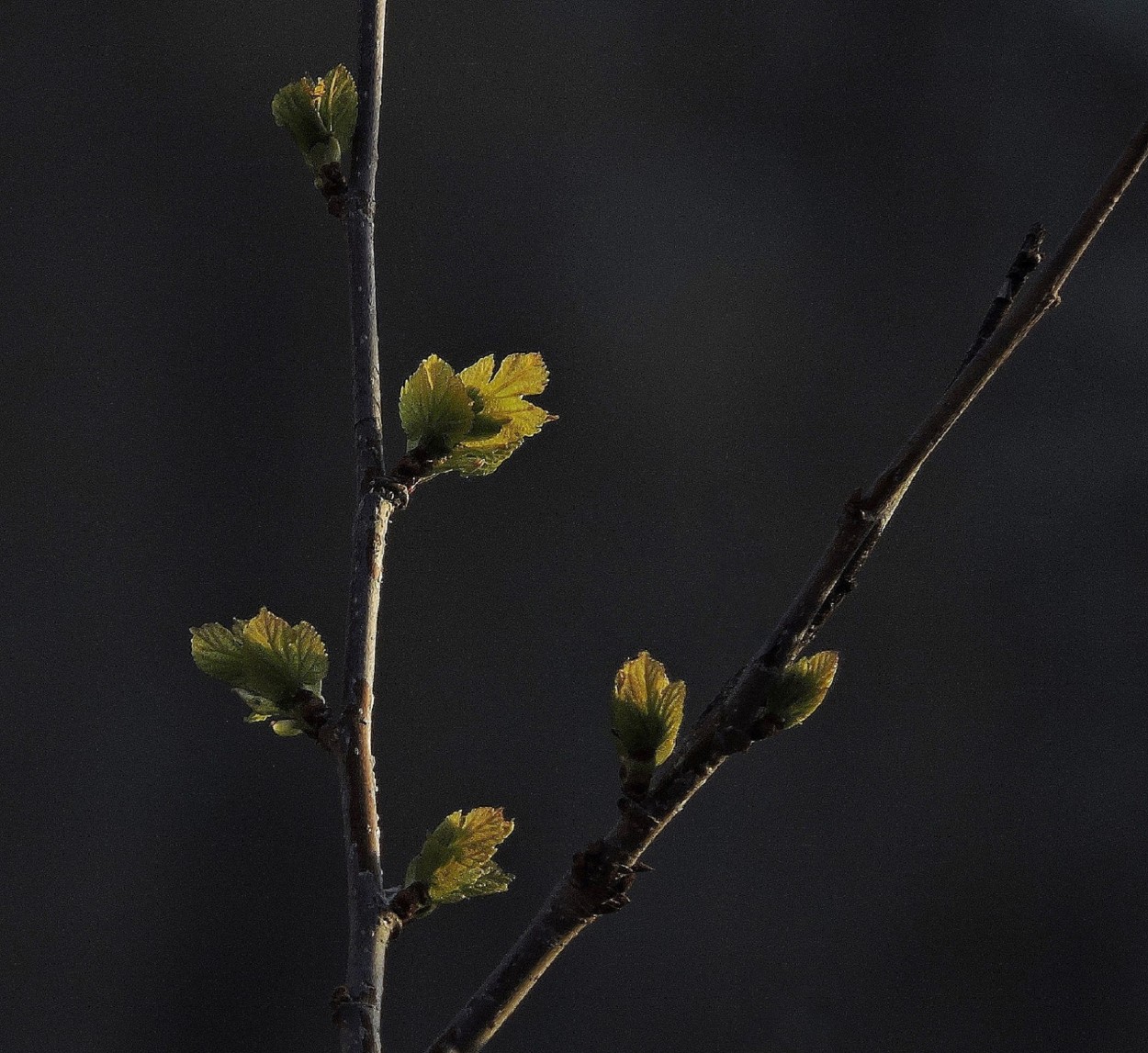 "Primaveral" de Silvia Olliari