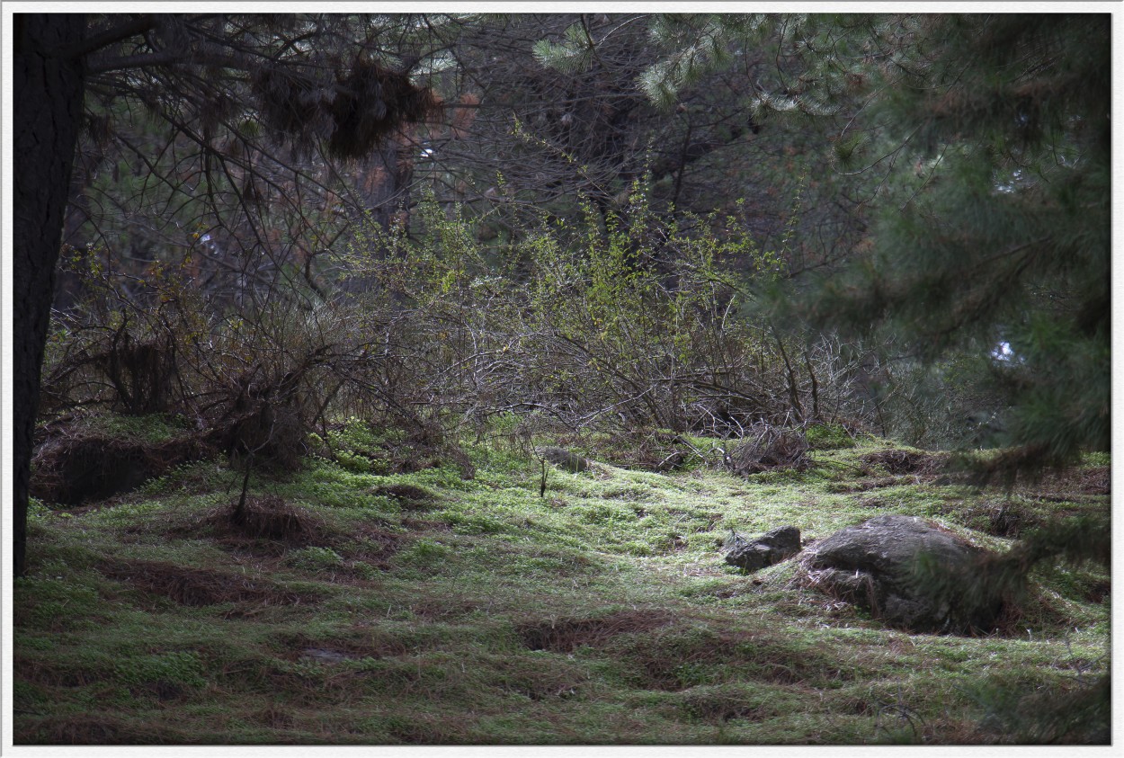 "Bosque de la tranquilidad" de Ruben Piga