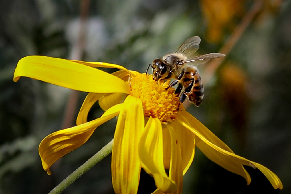 "Abeja trabajando" de Juan Carlos Barilari