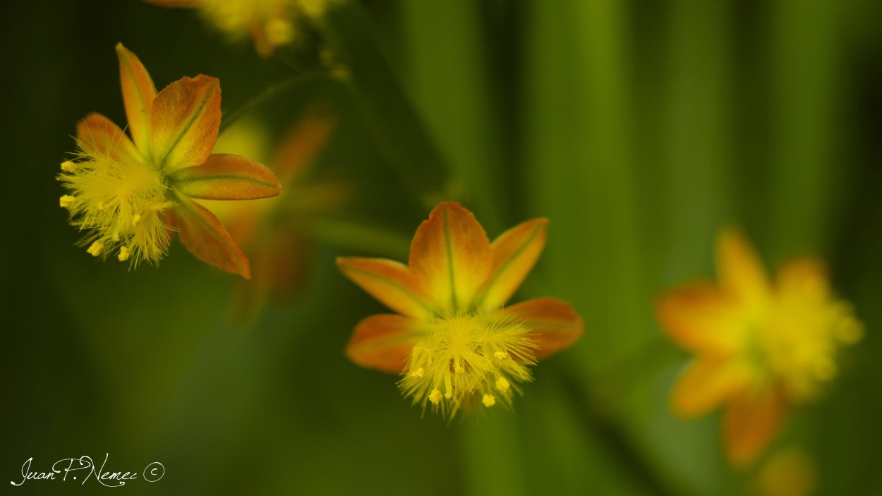 "Las pequeas tambin hacen a la primavera" de Juan P. Nemec