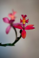 Epidendrum