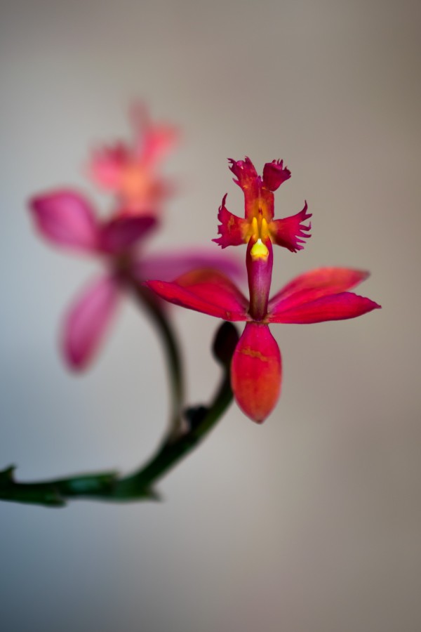 "Epidendrum" de Hctor Venezia