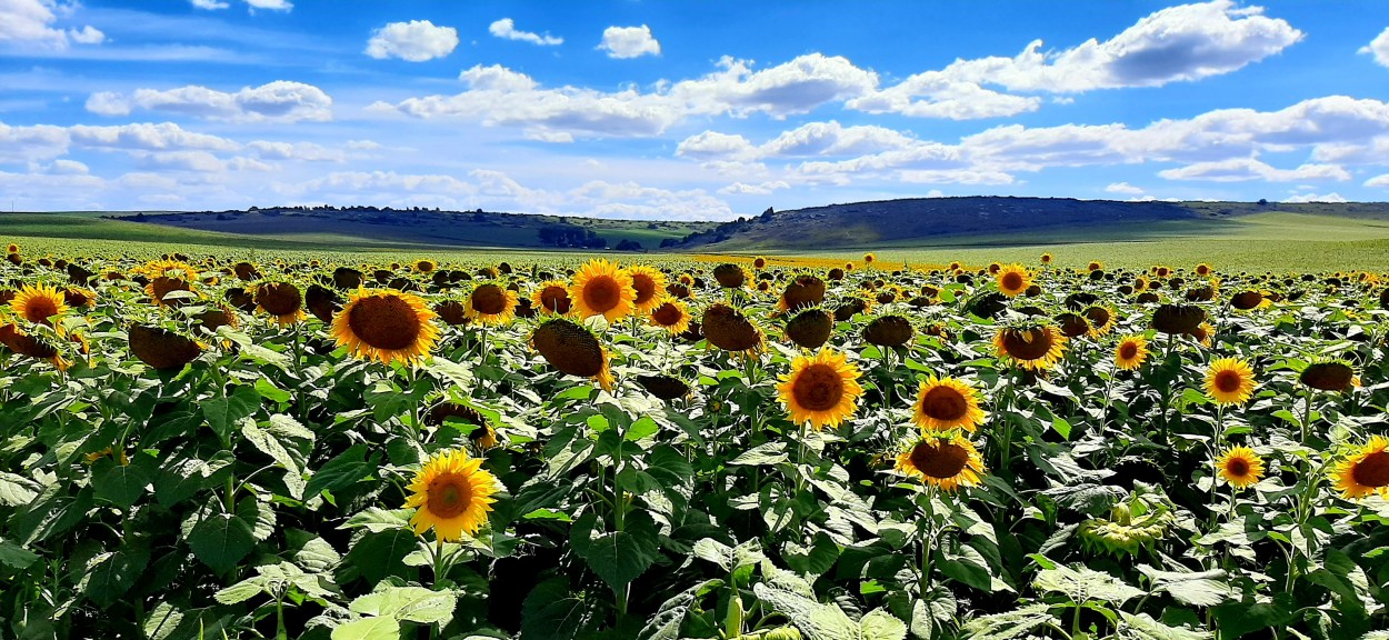 "Feliz inicio de Primavera!" de Juan Carlos Viegas