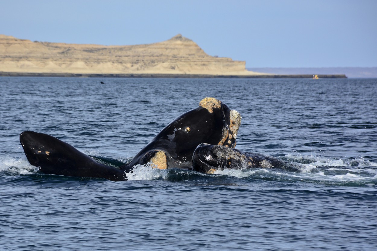 "Ballenas" de Osvaldo Sergio Gagliardi