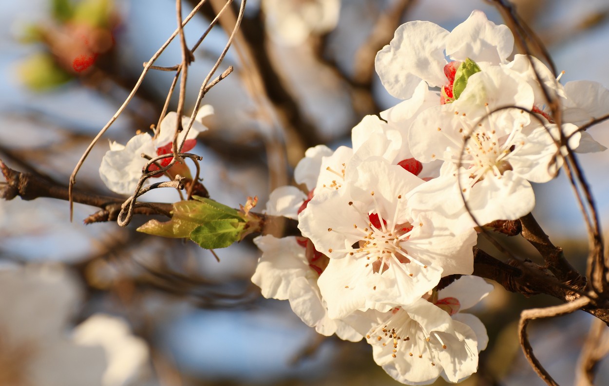 "Bienvenida primavera" de Jose Charles Mengeon