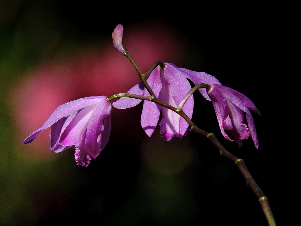 "Orquidea" de Silvia Olliari