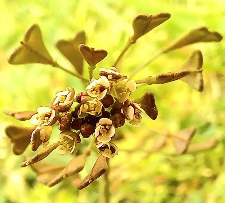 "Trebolito" de Patricia Sallete