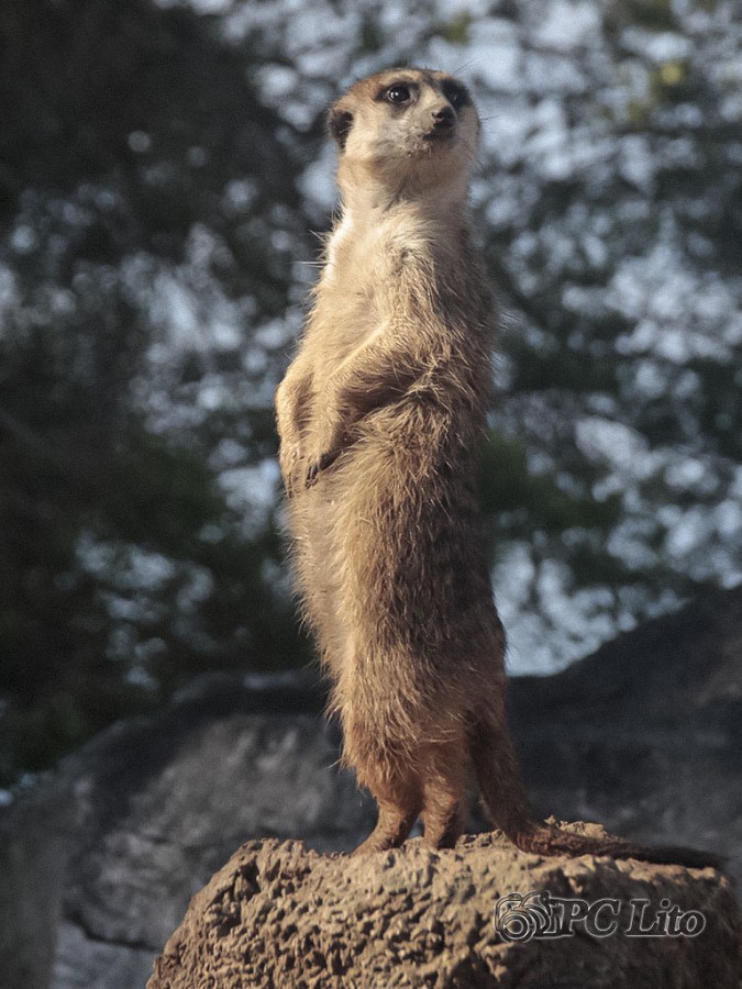 "Suricata curiosa" de Pascual Cetrangolo Pclito