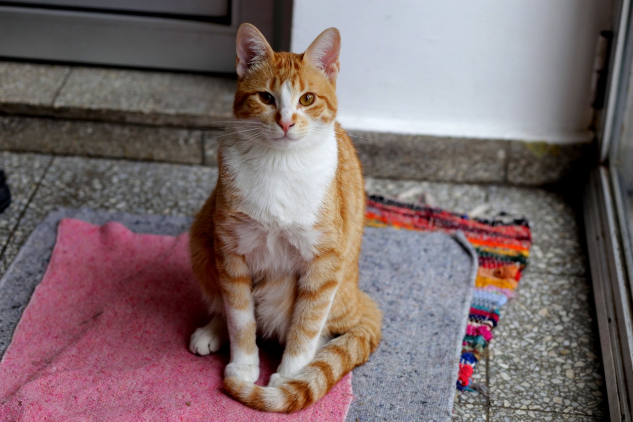 "Me parece haber visto un lindo gatito..." de Gerardo Mirkin