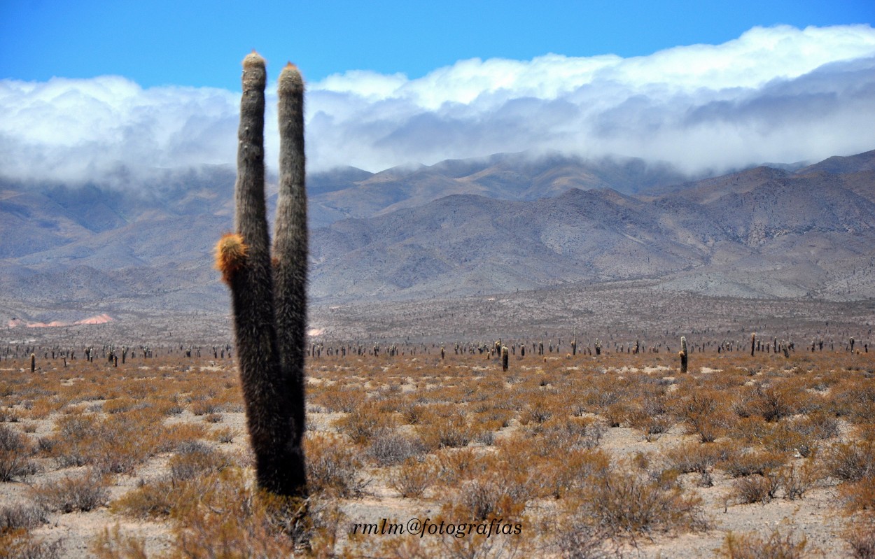 "Parque Nacional Los Cardones" de Ricardo Mximo Lopez Moral