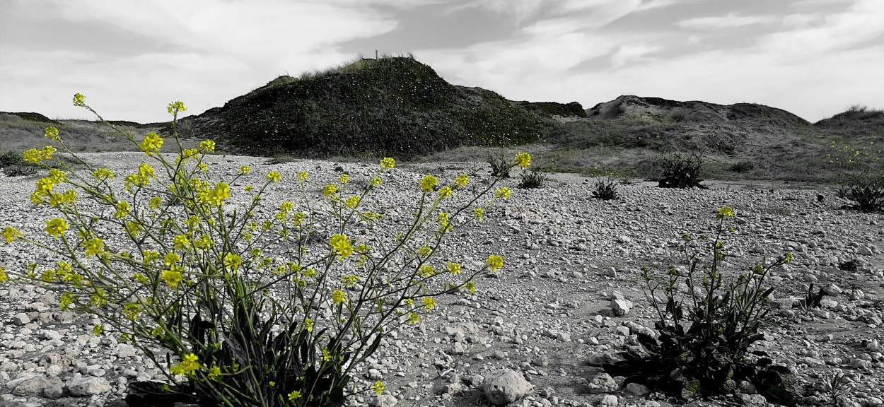 "Milagro en el desierto" de Juan Carlos Viegas