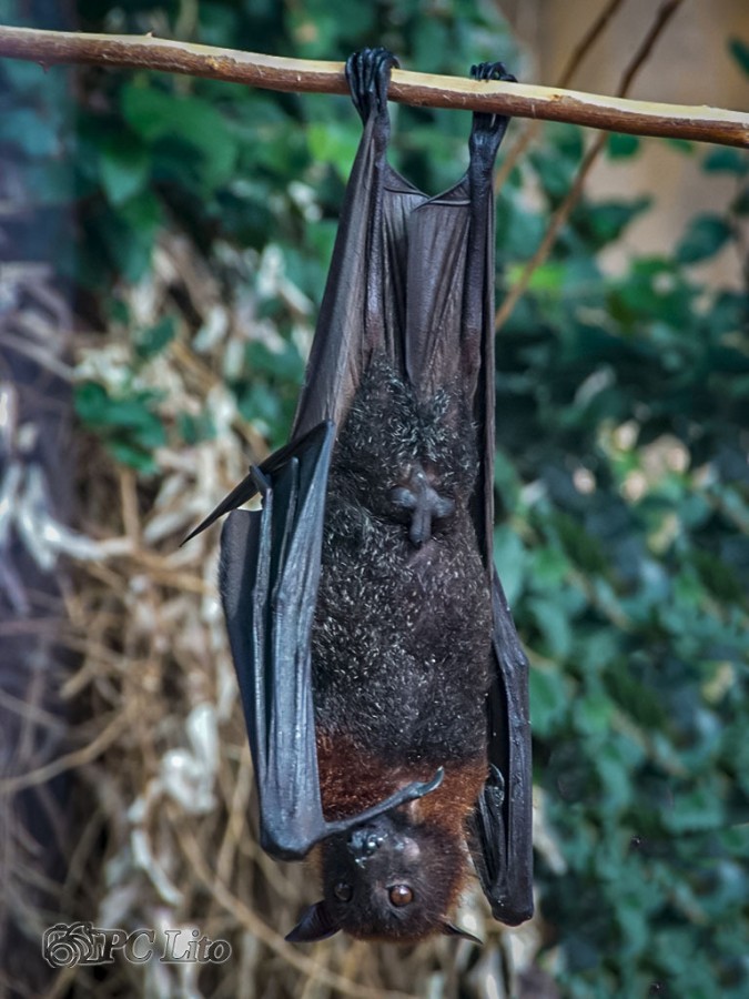 "Batman..." de Pascual Cetrangolo Pclito