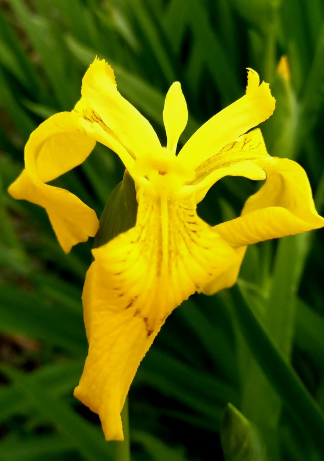 "Iris de agua" de Patricia Sallete