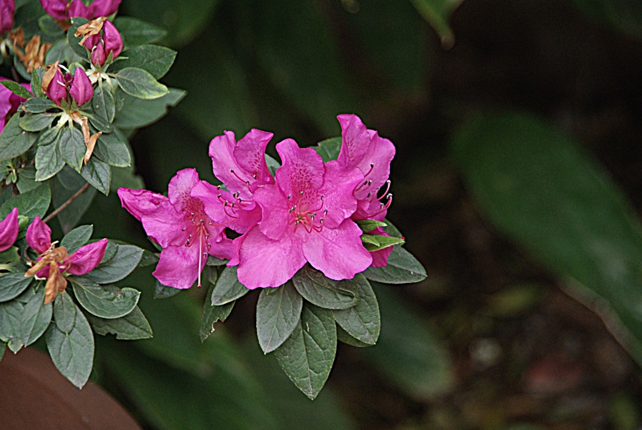 "Azalea" de Roberto Bernabitti