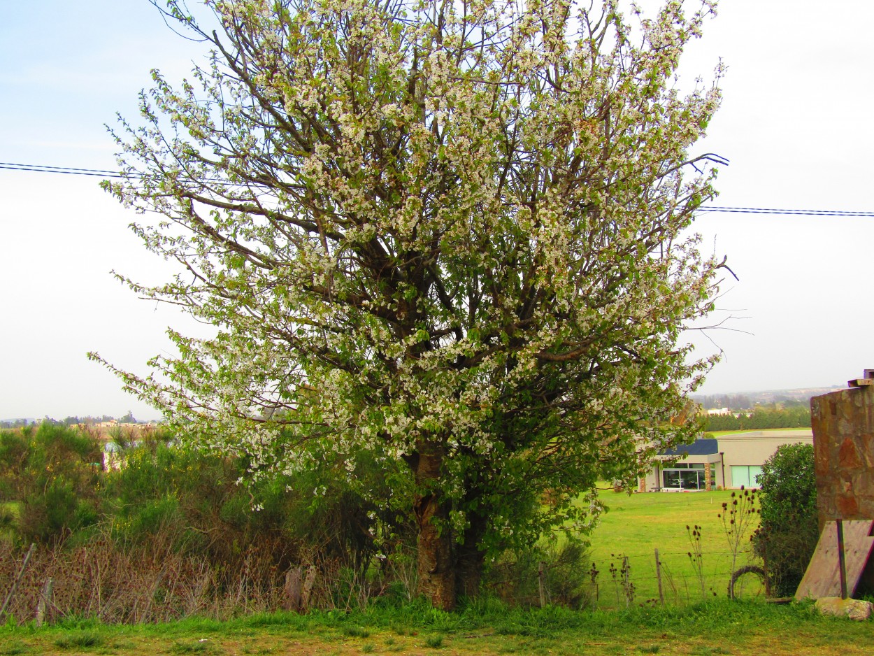 "Ciruelo en flor" de Miguel Angel Palermo