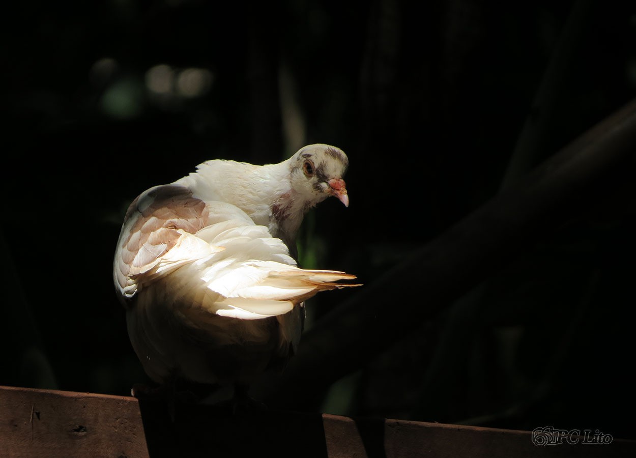 "Palomita mirando." de Pascual Cetrangolo Pclito