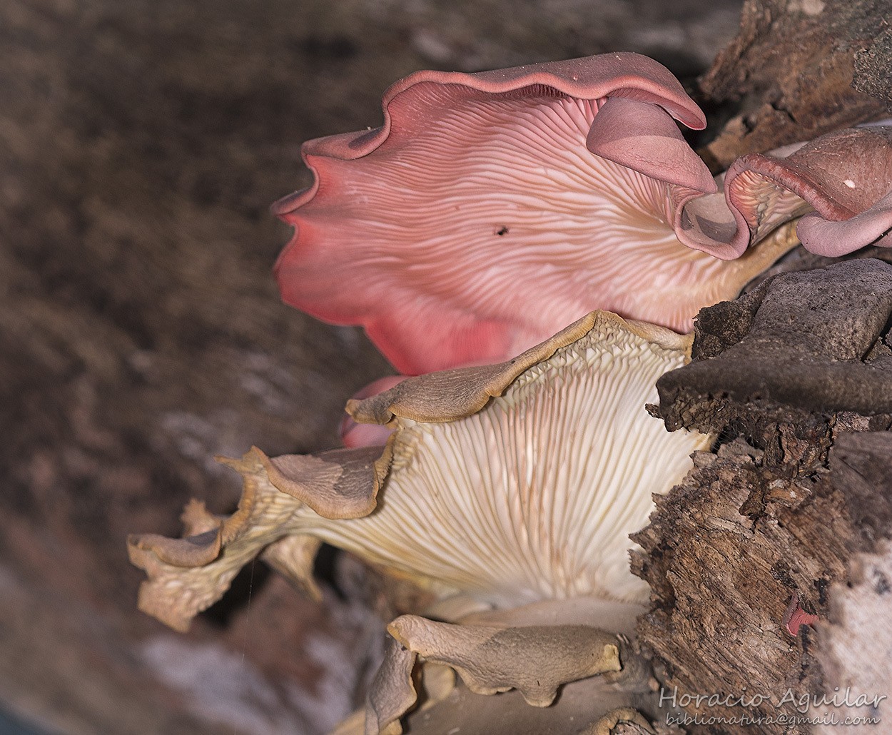 "Naturaleza caprichosa" de Horacio Aguilar