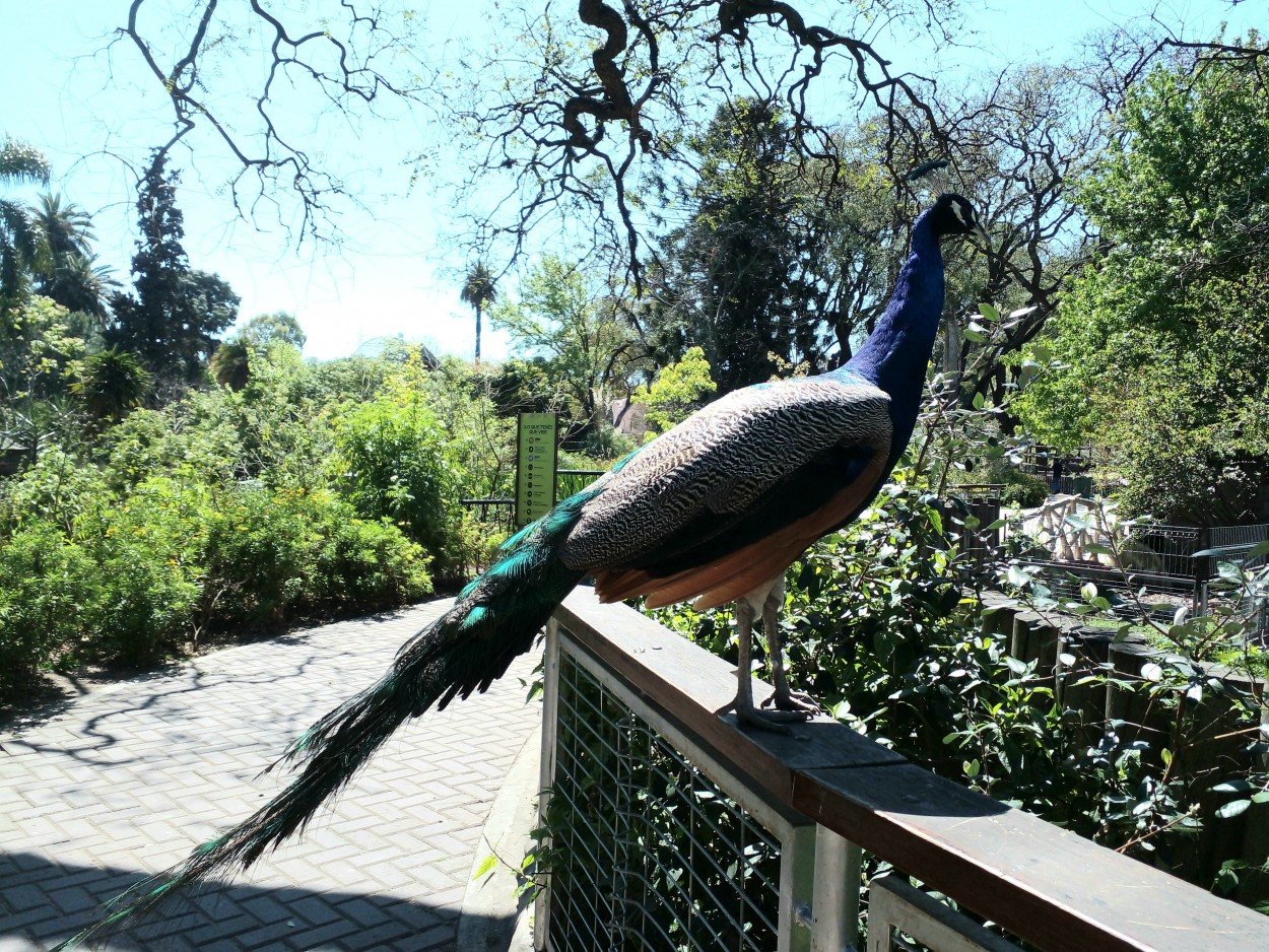 "PAVO REAL LA VEDETTE" de Alejandra Gientikis Tarantino