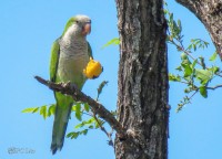 CoTorra Argentina