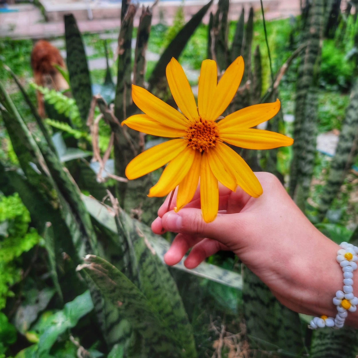 "Primavera amarilla" de Ana Piris