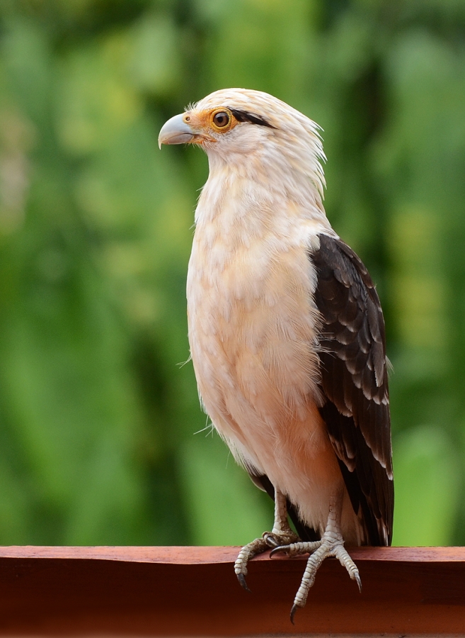 "Caracara cabeza amarilla" de Alejandra Di Sipio