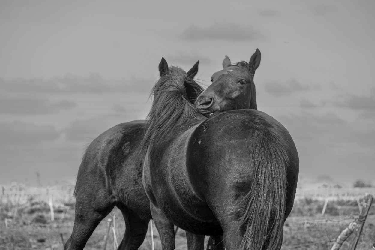 "Abrazo equino" de Daniel Oliveros