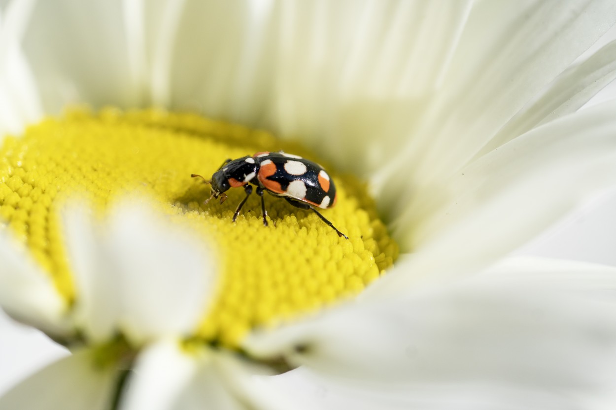 "Primavera ,primavera." de Gabriela Burghi