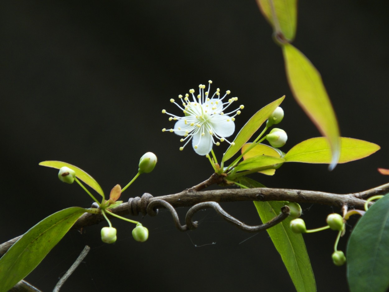 "Eugenia uniflora o pitanga" de Juan Fco. Fernndez