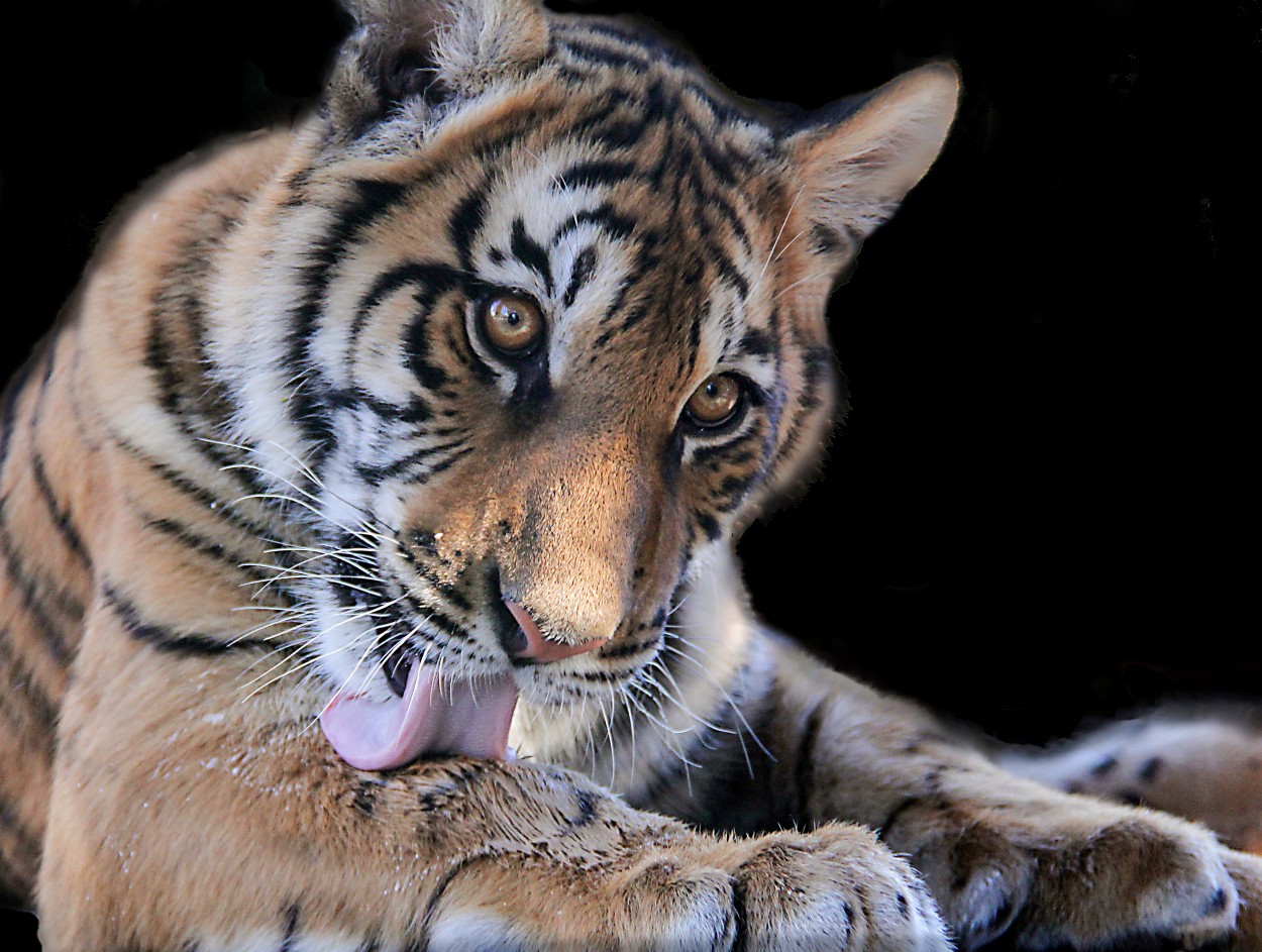 "Cachorro de tigre" de Juan Carlos Barilari