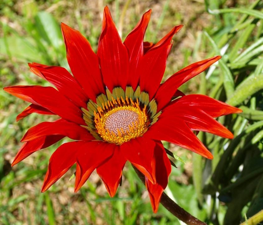 "Una Flor" de Roberto Bernabitti