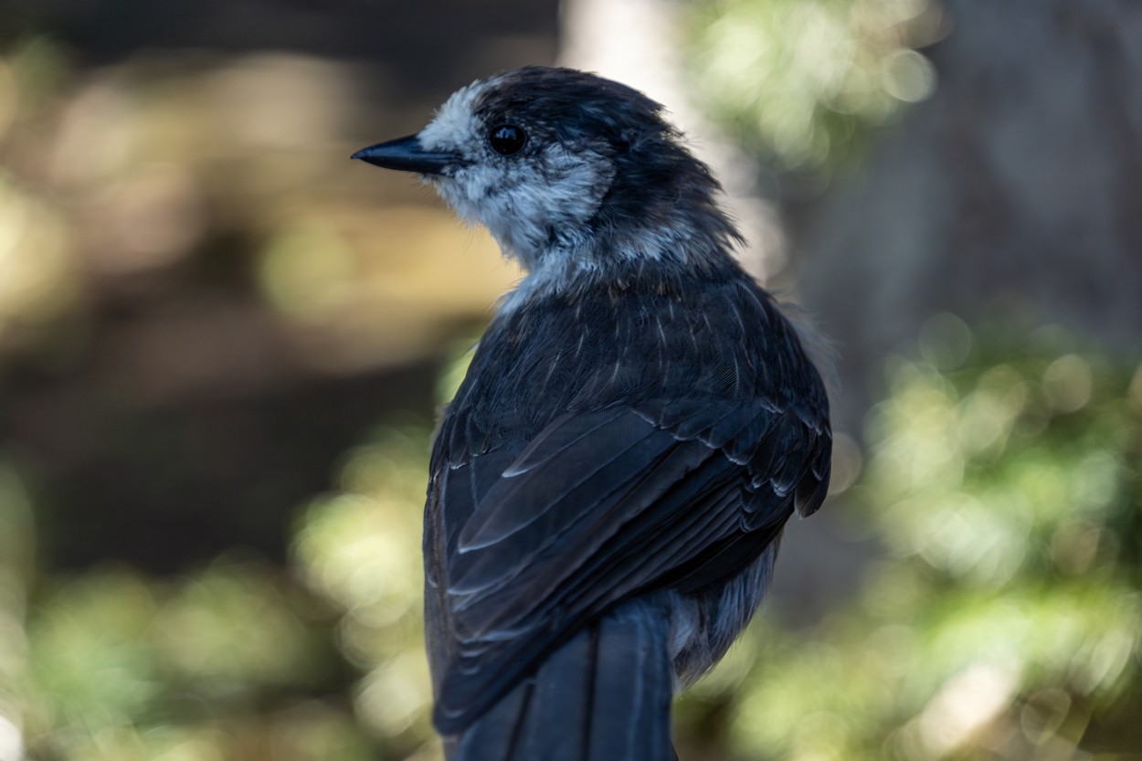 "Grey Jay" de Beatriz Neto