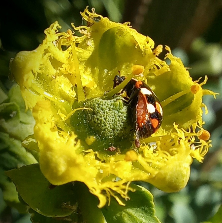 "Muy ruda" de Patricia Sallete